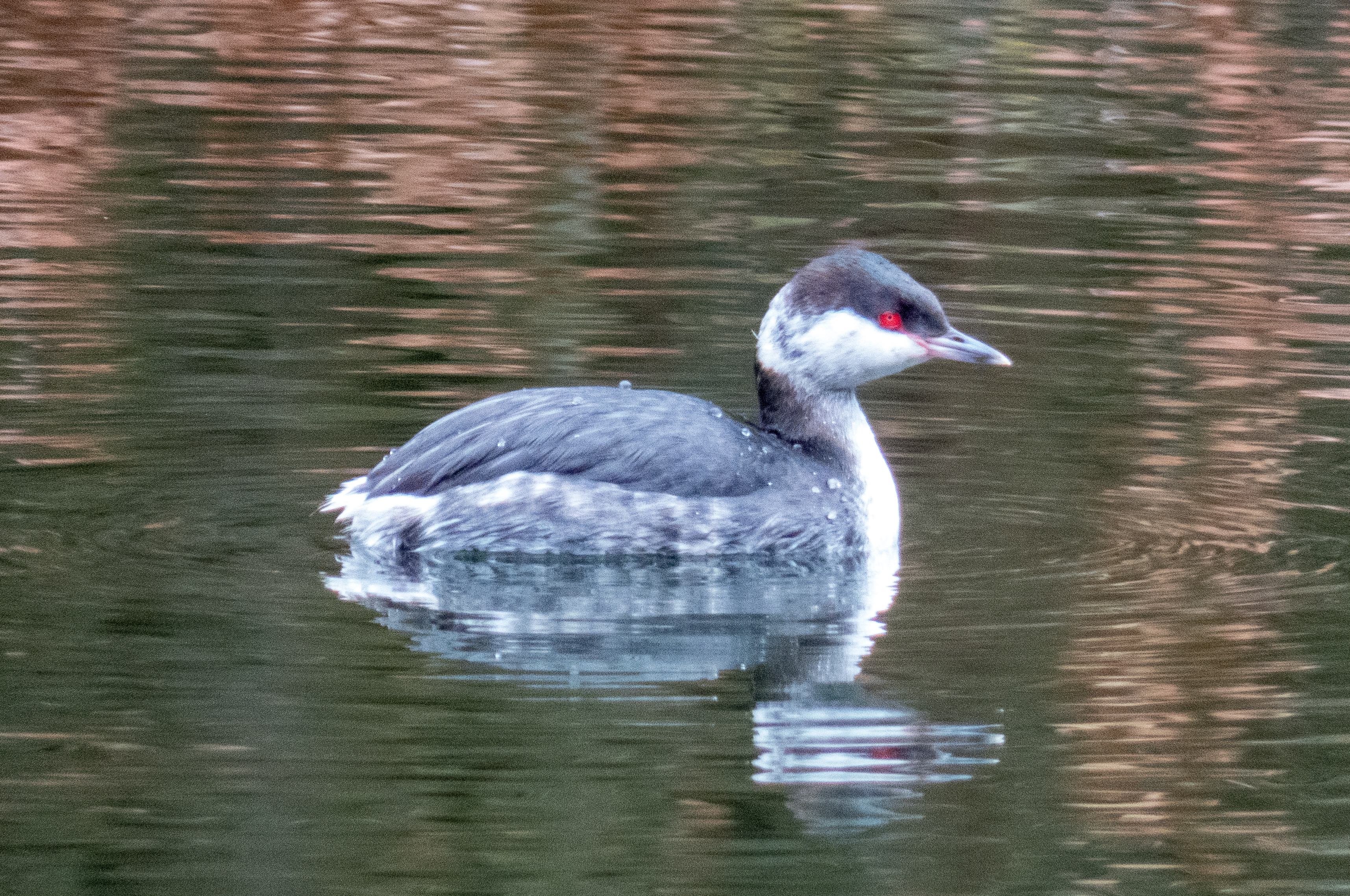 A slavonian grebe in winter plumage